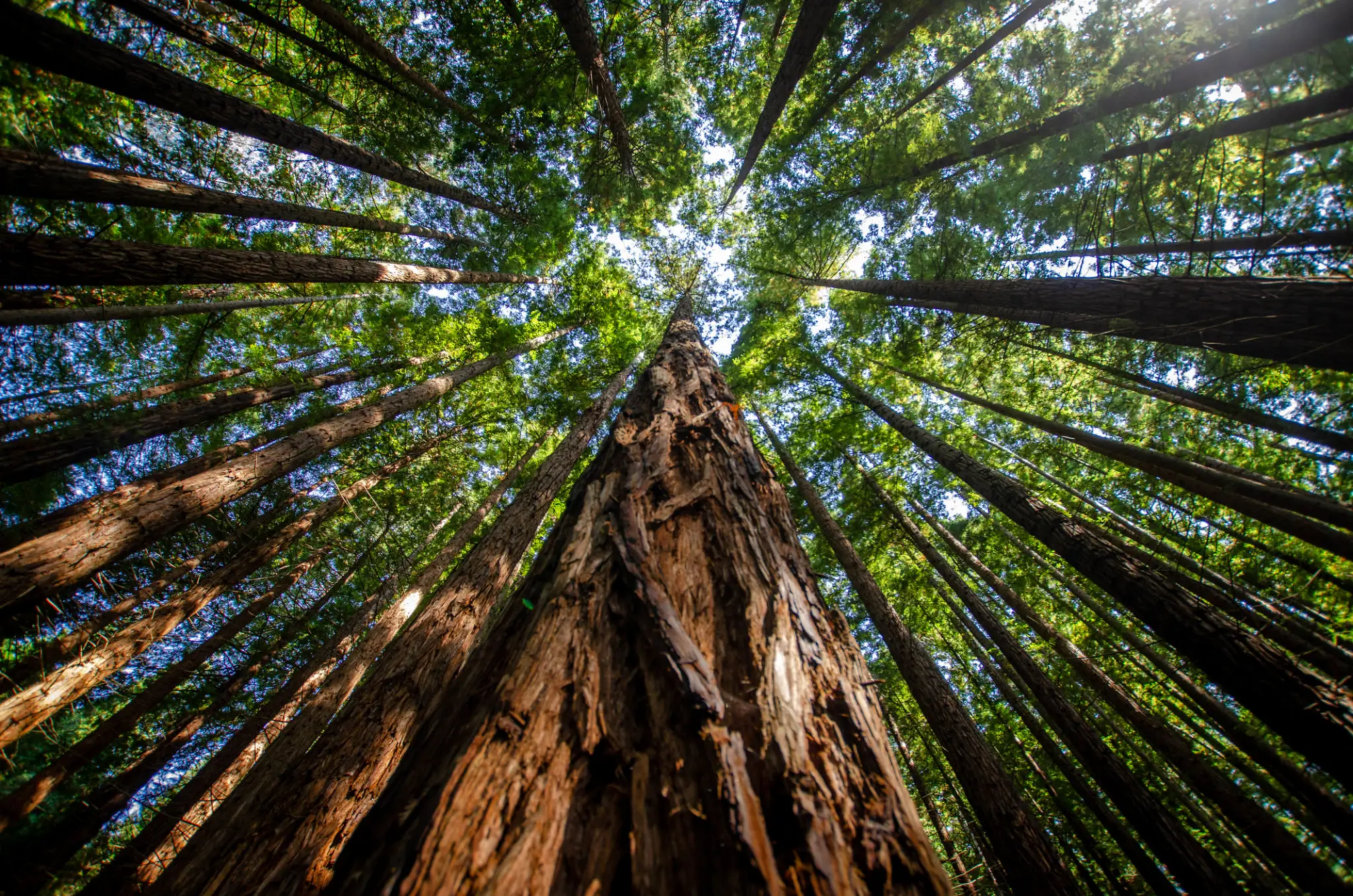 Tall redwood trees viewed from the base looking up toward the sky.